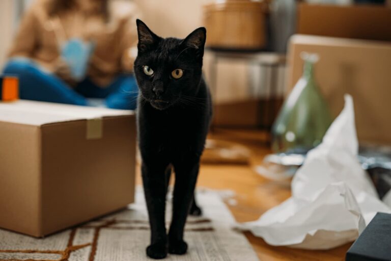 10 Packing Tips for a Stress-Free Melbourne Move