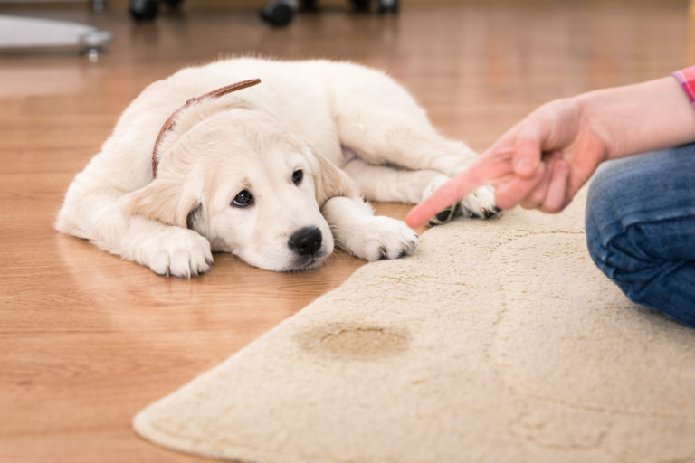 How to Get Rid of Pesky Pet Stains