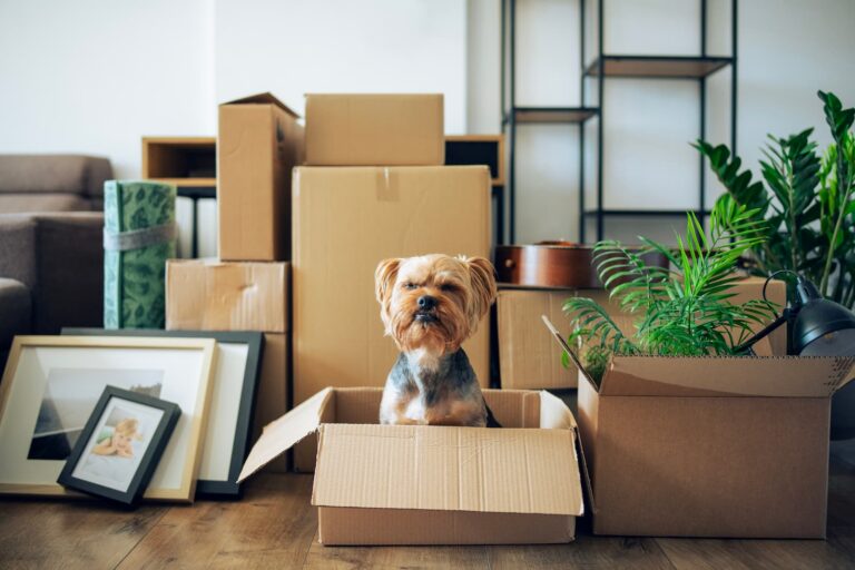 image of dog in moving boxes